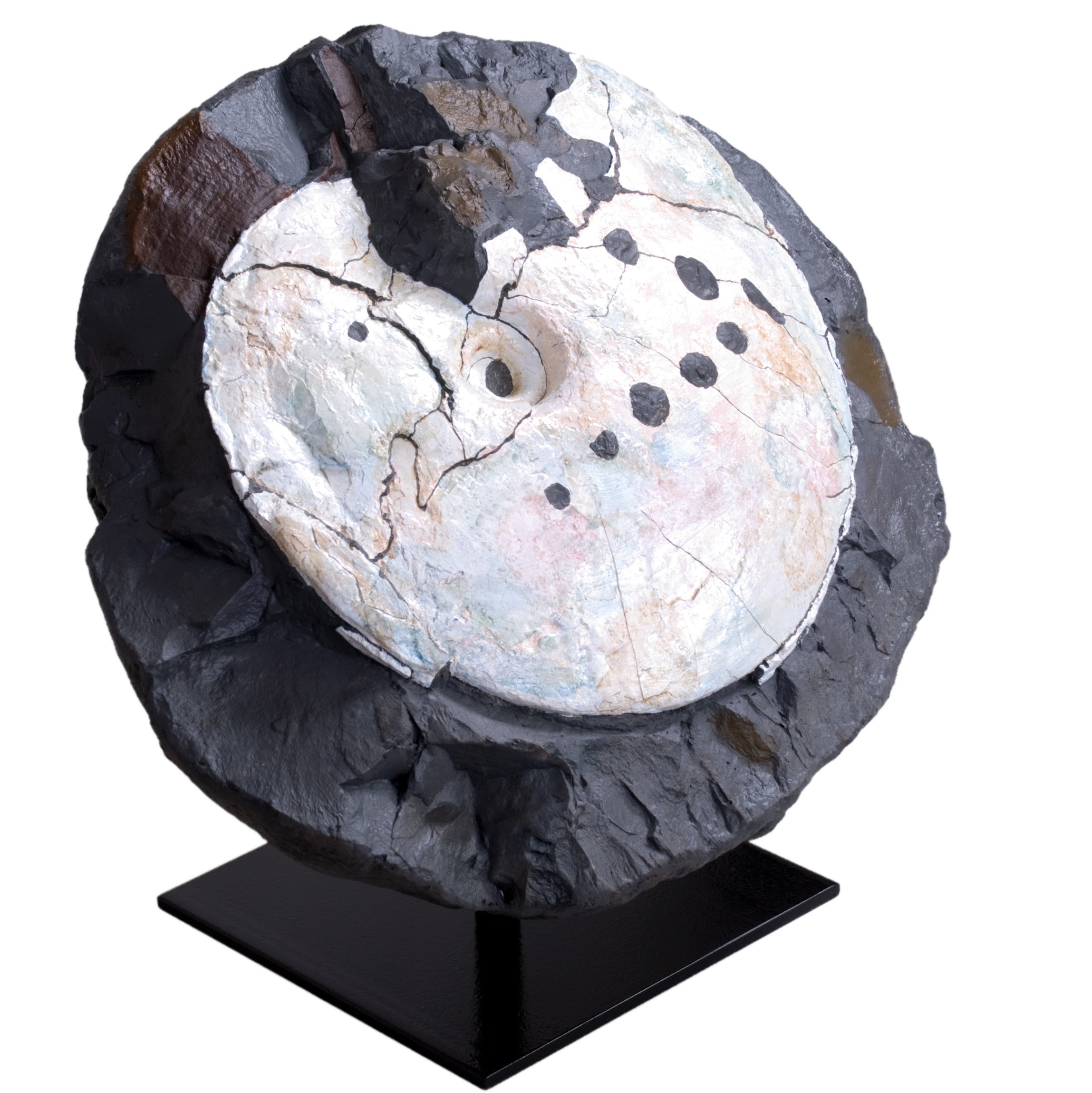 Placenticeras meeki showing Mosasaur Bite - Display Replica