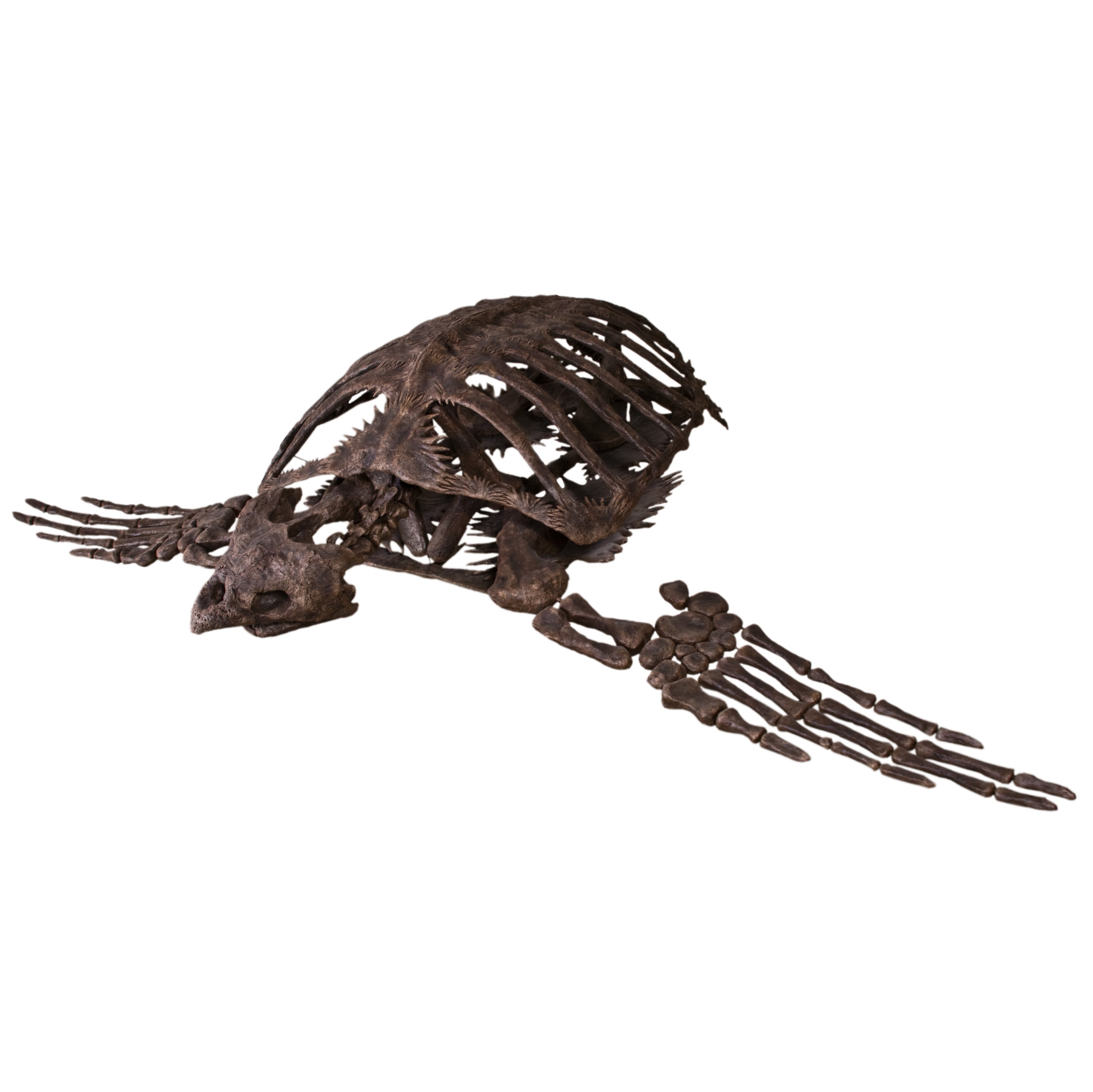 Archelon ischyros Skeleton with Hanging Mount - Display Replica