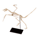 Archaeopteryx lithographica Skeleton - Display Replica