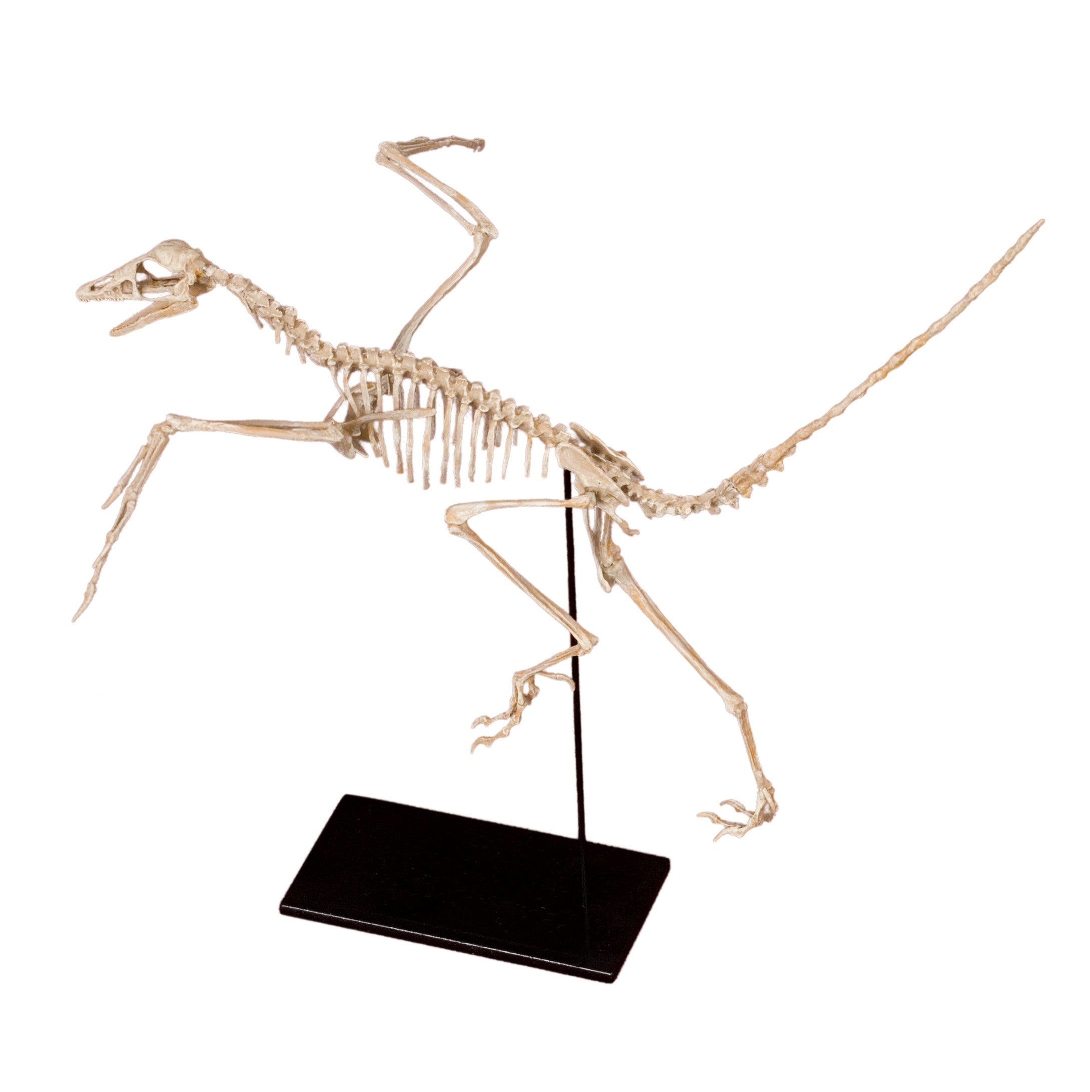 Archaeopteryx lithographica Skeleton - Display Replica
