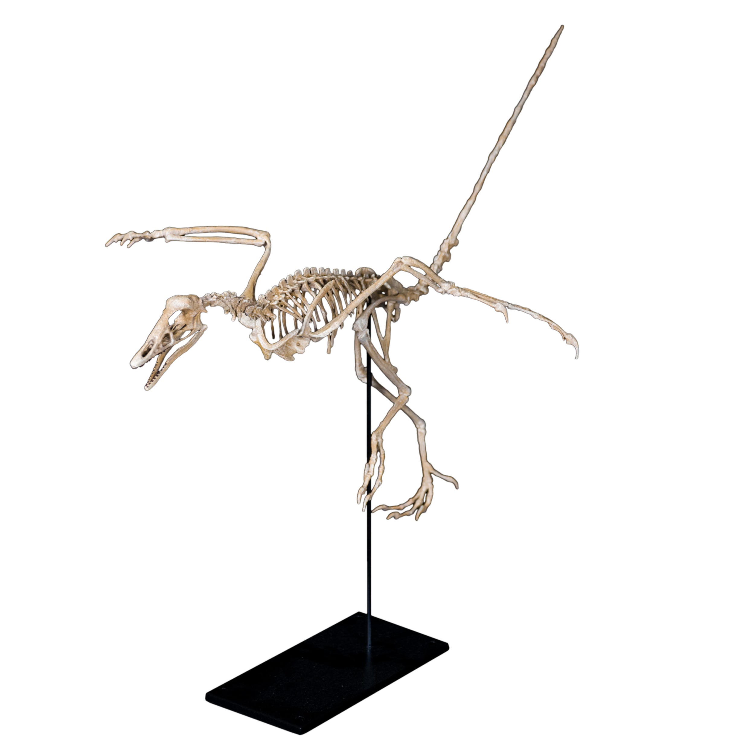 Archaeopteryx lithographica Skeleton - Display Replica