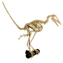 Archaeopteryx lithographica Skeleton - Display Replica