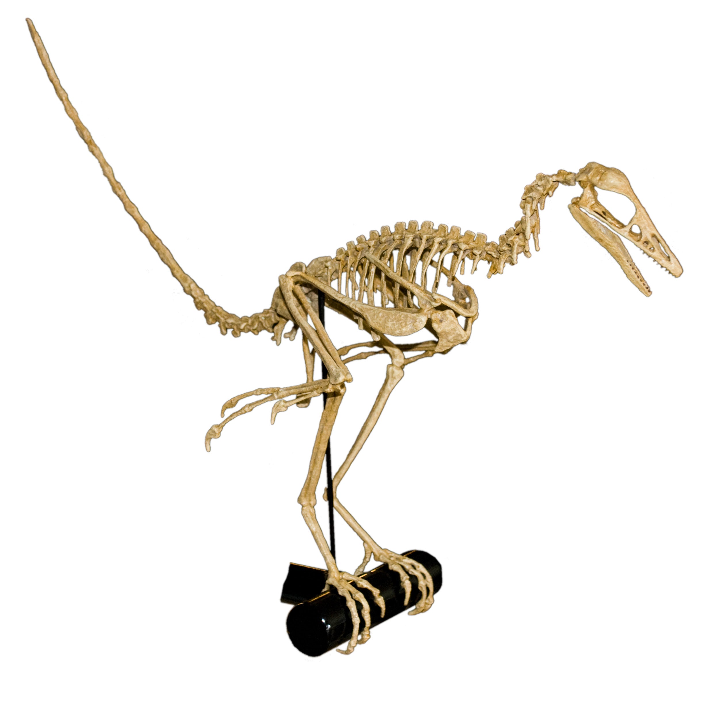 Archaeopteryx lithographica Skeleton - Display Replica