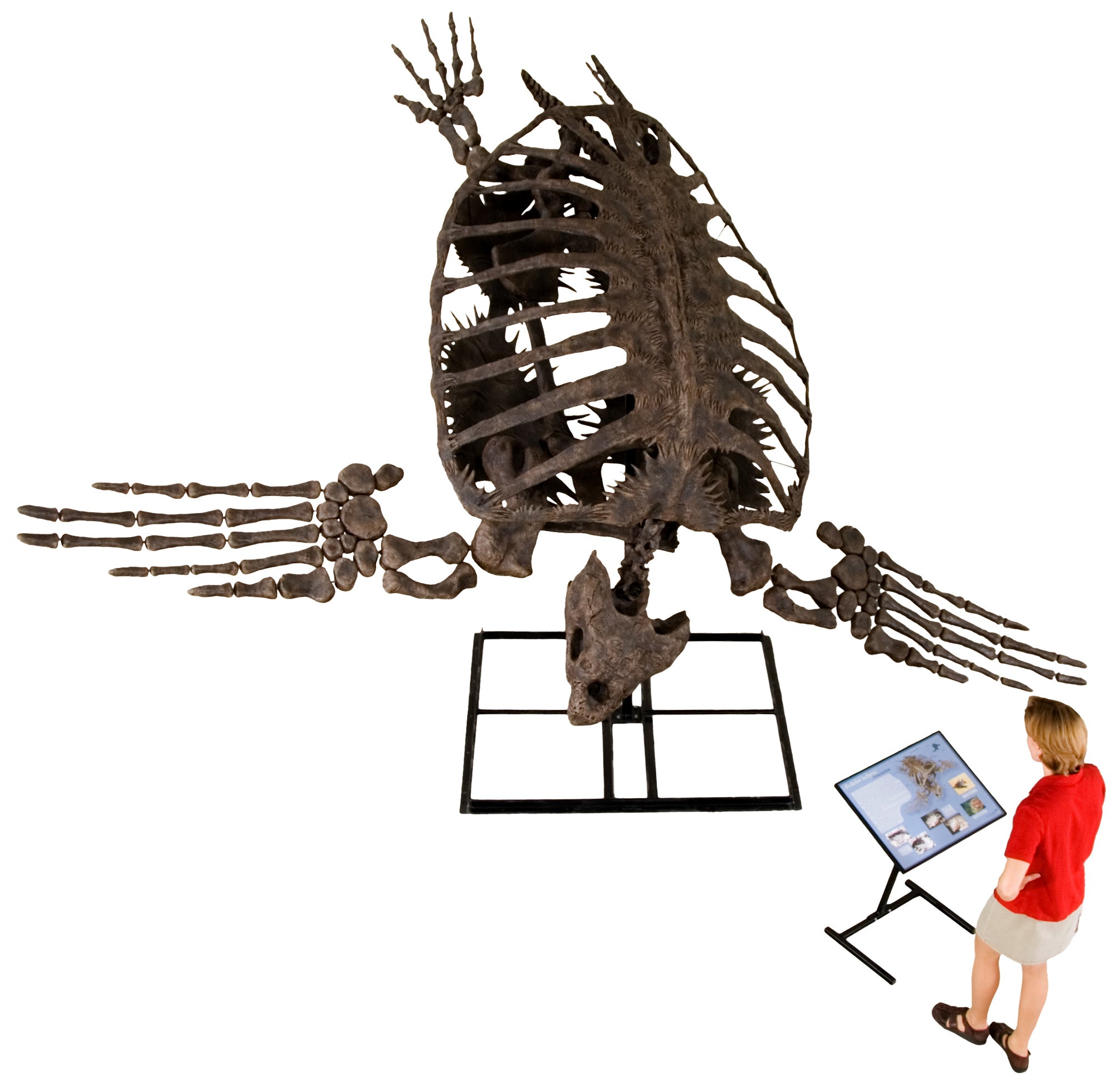 Archelon ischyros Skeleton with Floor Mount  - Display Replica