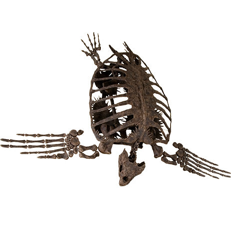 Archelon ischyros Skeleton with Hanging Mount - Display Replica