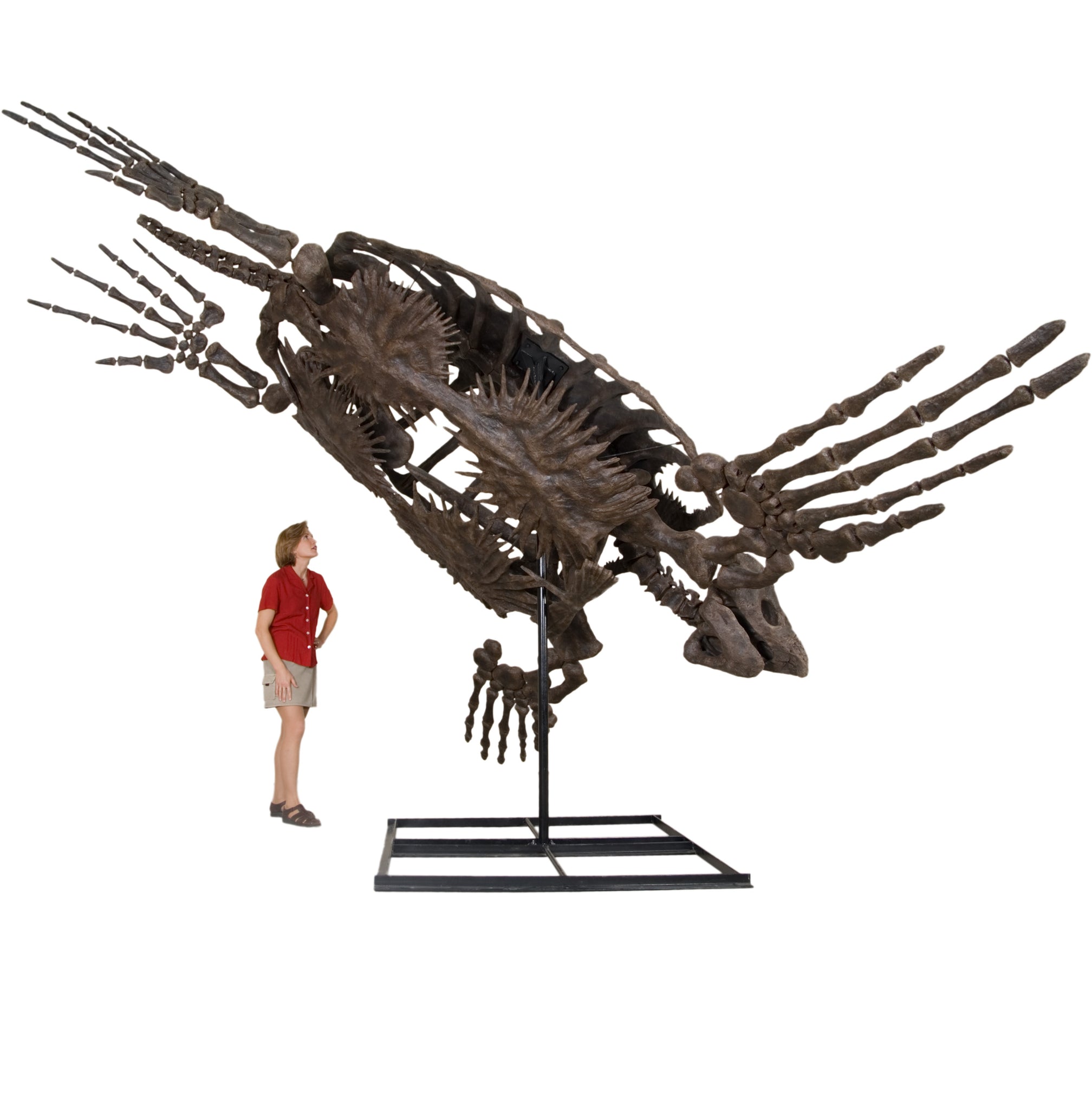 Archelon ischyros Skeleton with Floor Mount  - Display Replica