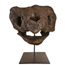Archelon ischyros Skull on Base - Display Replica