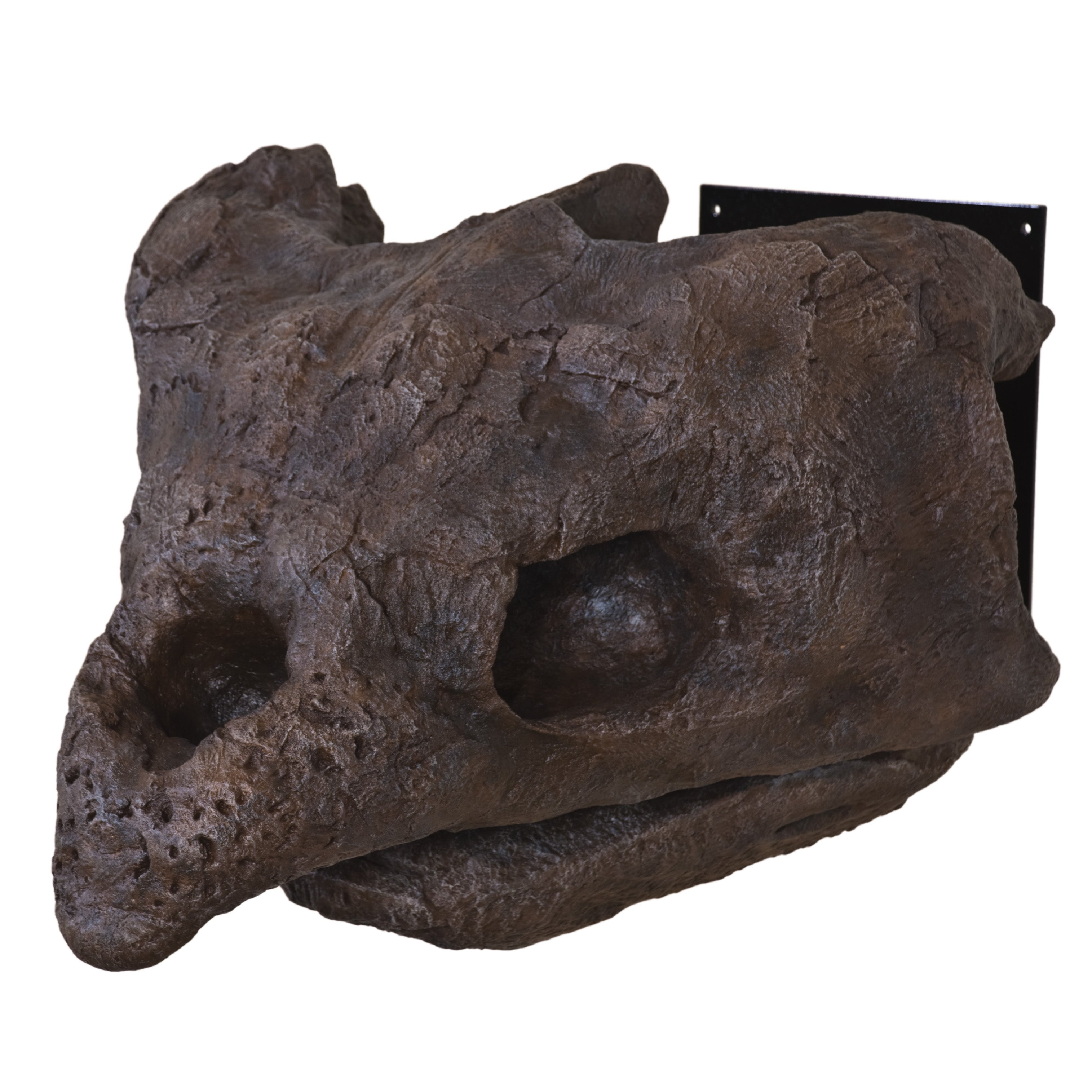 Archelon ischyros Skull with Wall Mount - Display Replica