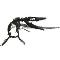 Plioplatecarpus sp. Skeleton - Display Replica