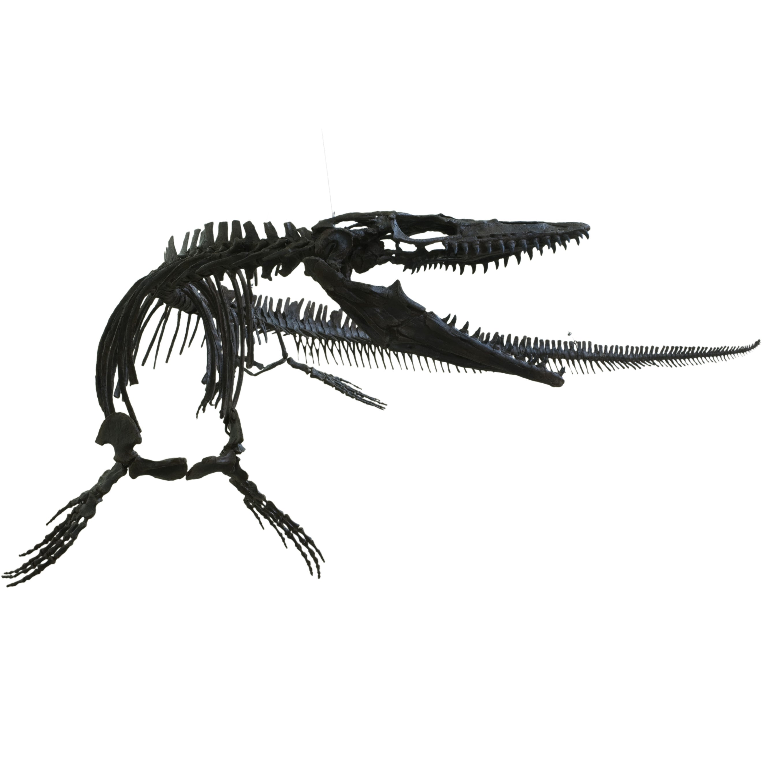 Plioplatecarpus sp. Skeleton - Display Replica