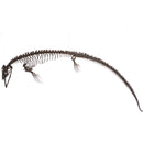 Plioplatecarpus sp. Skeleton - Display Replica