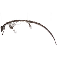 Plioplatecarpus sp. Skeleton - Display Replica