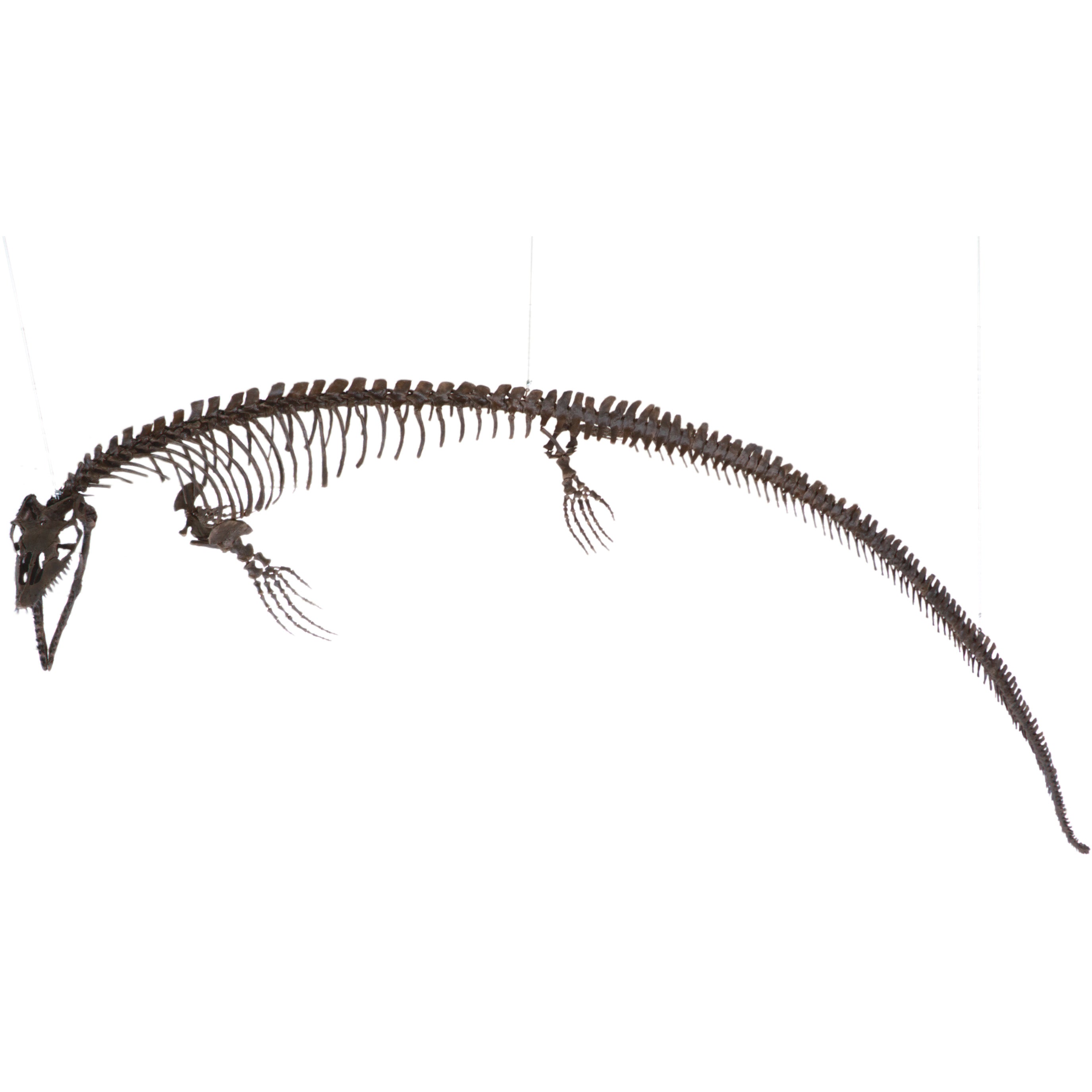 Plioplatecarpus sp. Skeleton - Display Replica