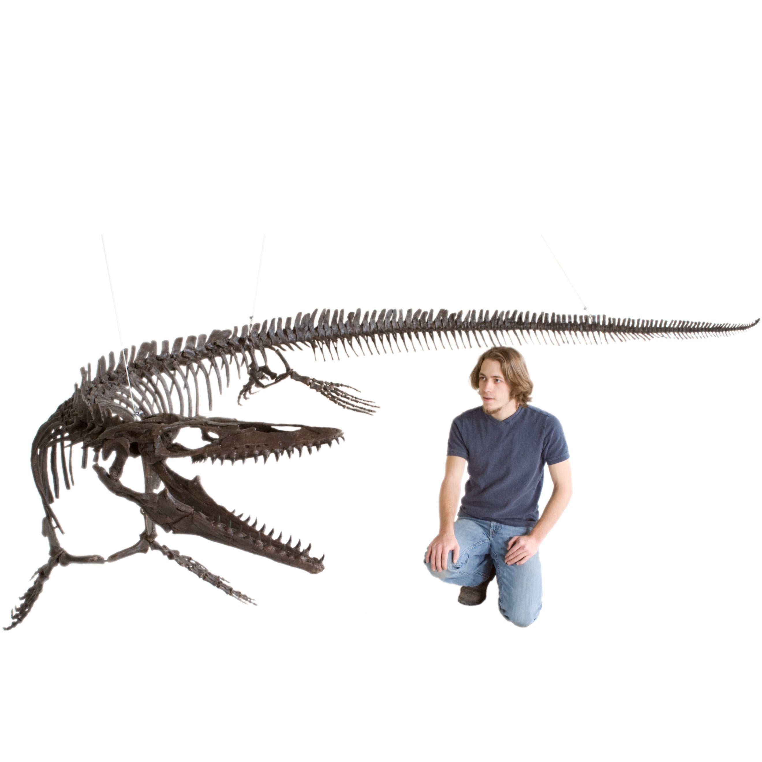 Plioplatecarpus sp. Skeleton - Display Replica