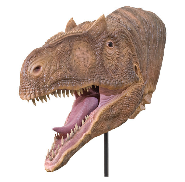 Allosaurus sp. BIG AL TWO Bust - Sculpture - Floor Mount