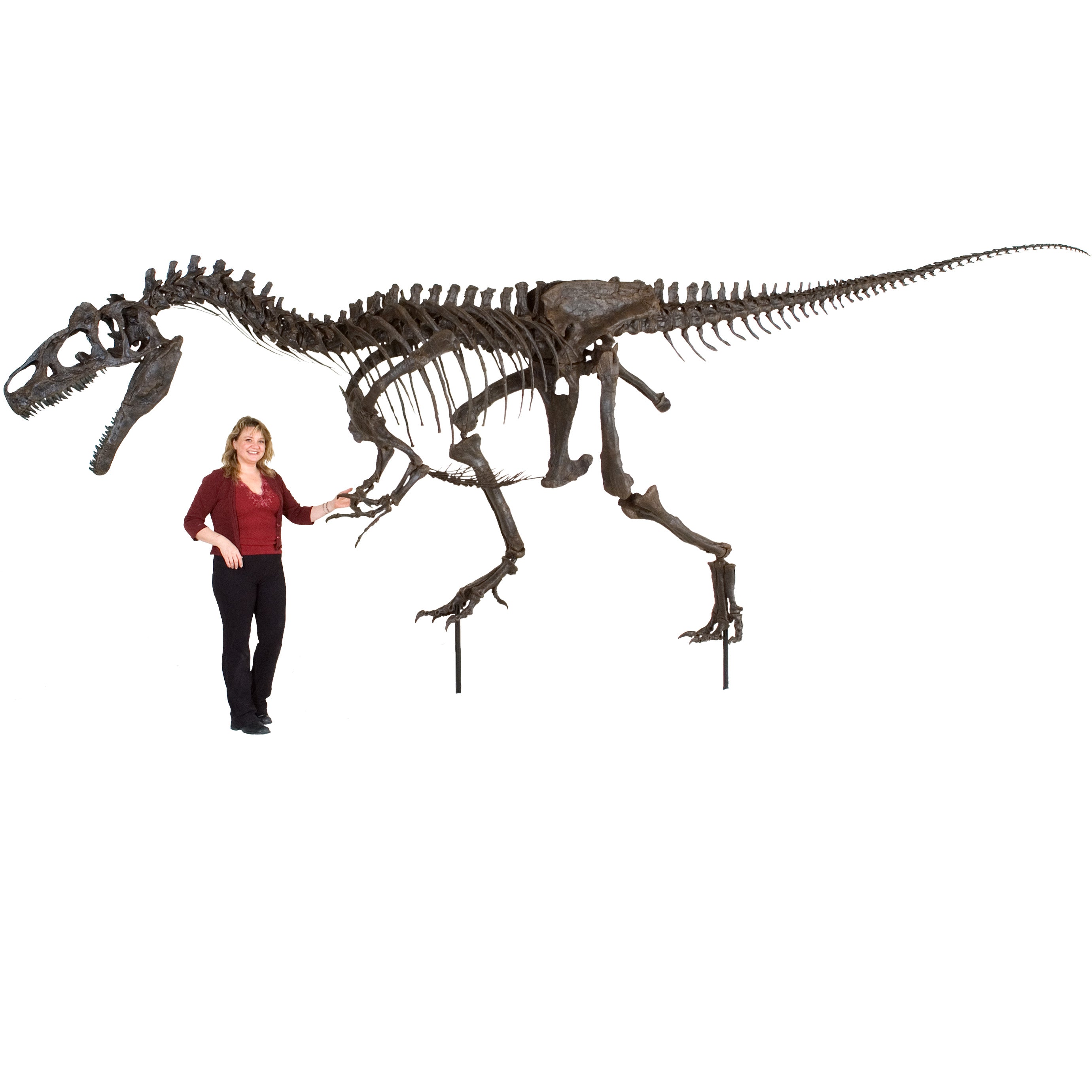 Allosaurus sp. BIG AL TWO Skeleton - Display Replica