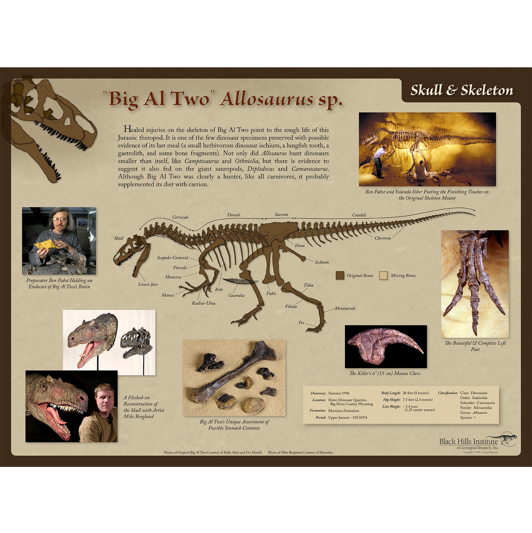 Allosaurus sp. BIG AL TWO Skeleton & Skull Poster