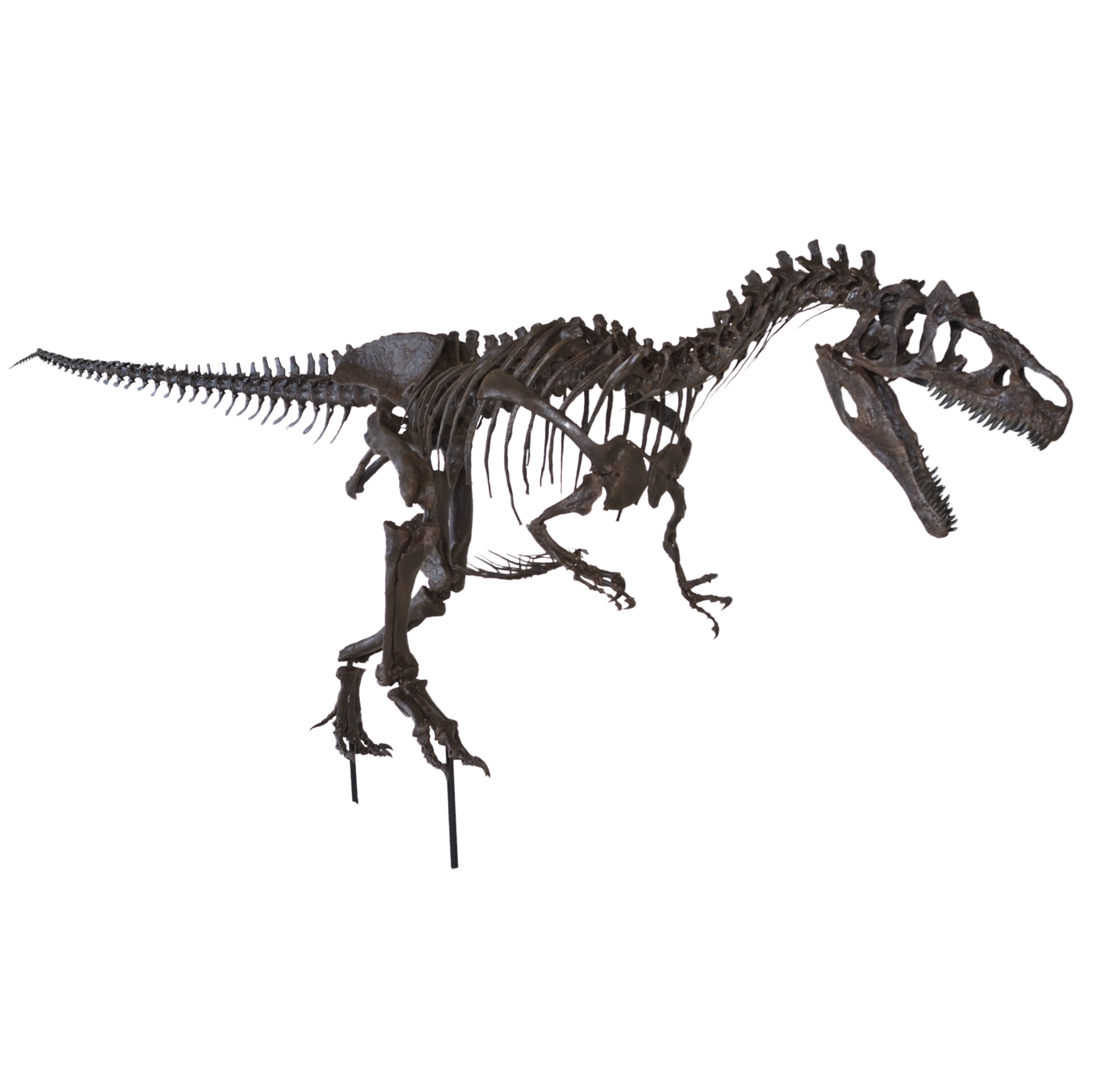 Allosaurus sp. BIG AL TWO Skeleton - Display Replica
