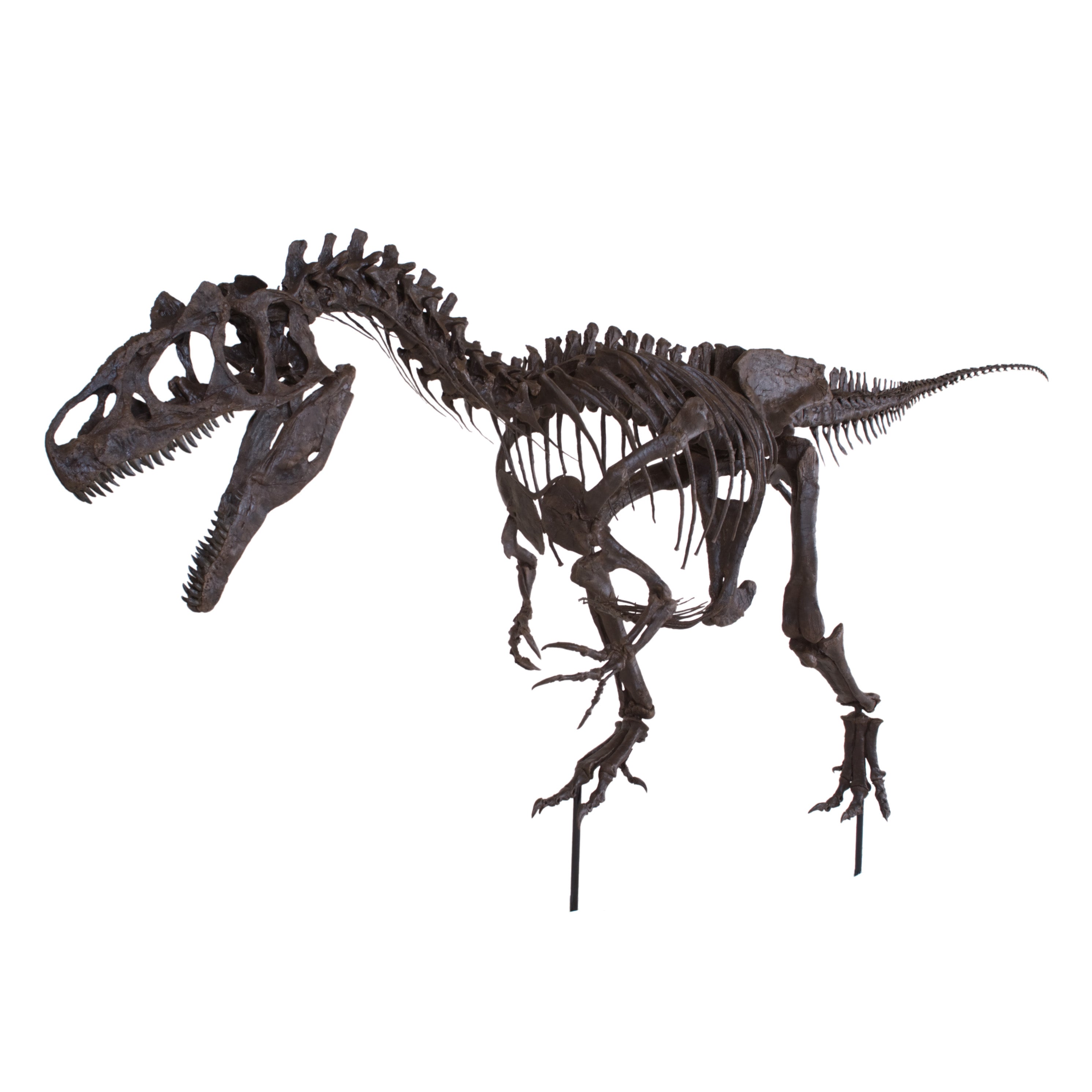 Allosaurus sp. BIG AL TWO Skeleton - Display Replica