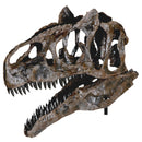 Allosaurus sp. BIG AL TWO Skull - Display Replica