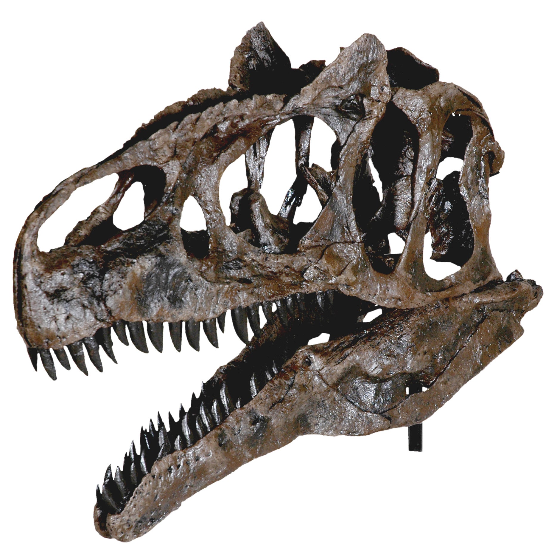 Allosaurus sp. BIG AL TWO Skull - Display Replica