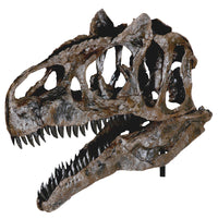 Allosaurus sp. BIG AL TWO Skull - Display Replica
