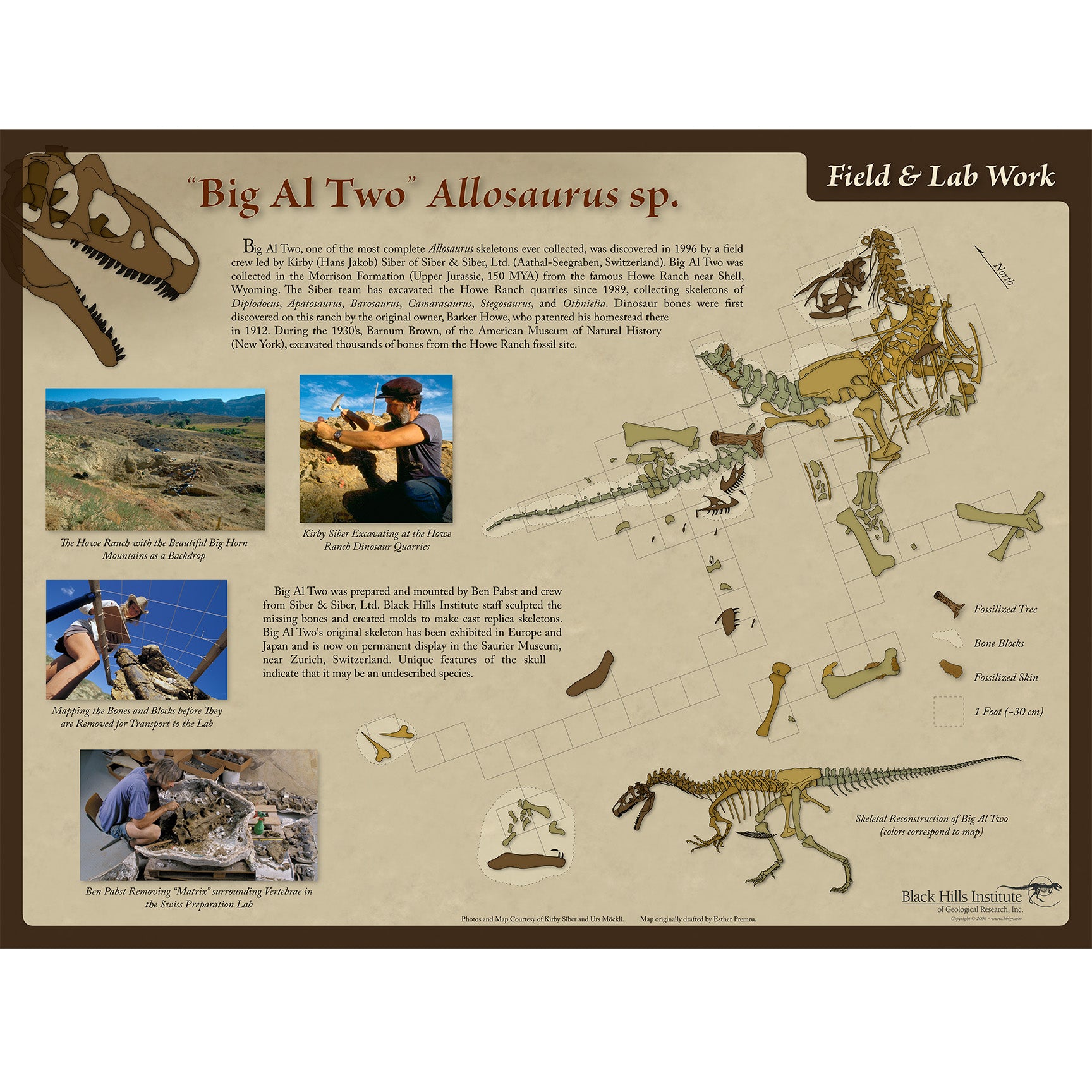 Allosaurus sp. BIG AL TWO Skeleton Field & Lab Poster
