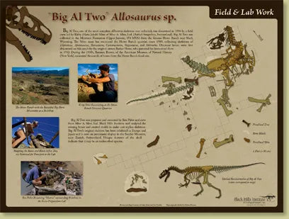 Allosaurus sp. BIG AL TWO Skeleton Field & Lab Poster