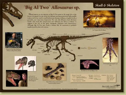 Allosaurus sp. BIG AL TWO Skeleton & Skull Poster