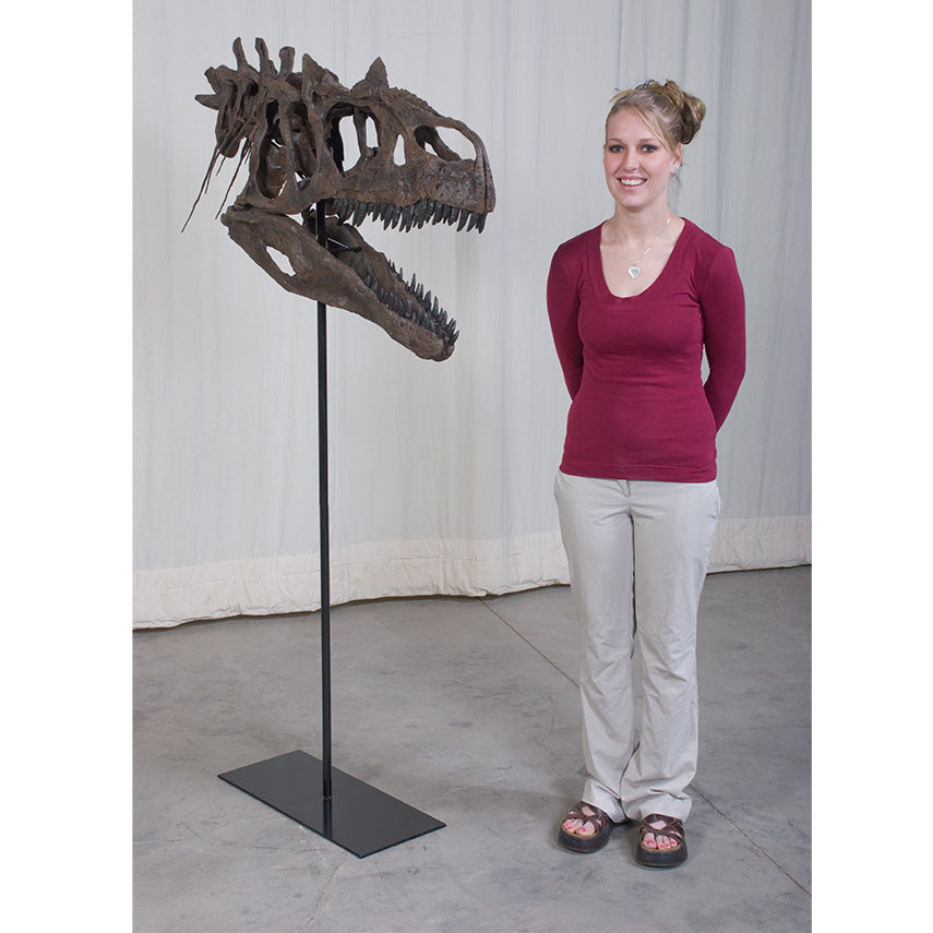 Allosaurus sp. BIG AL TWO Skull with Neck - Display Replica