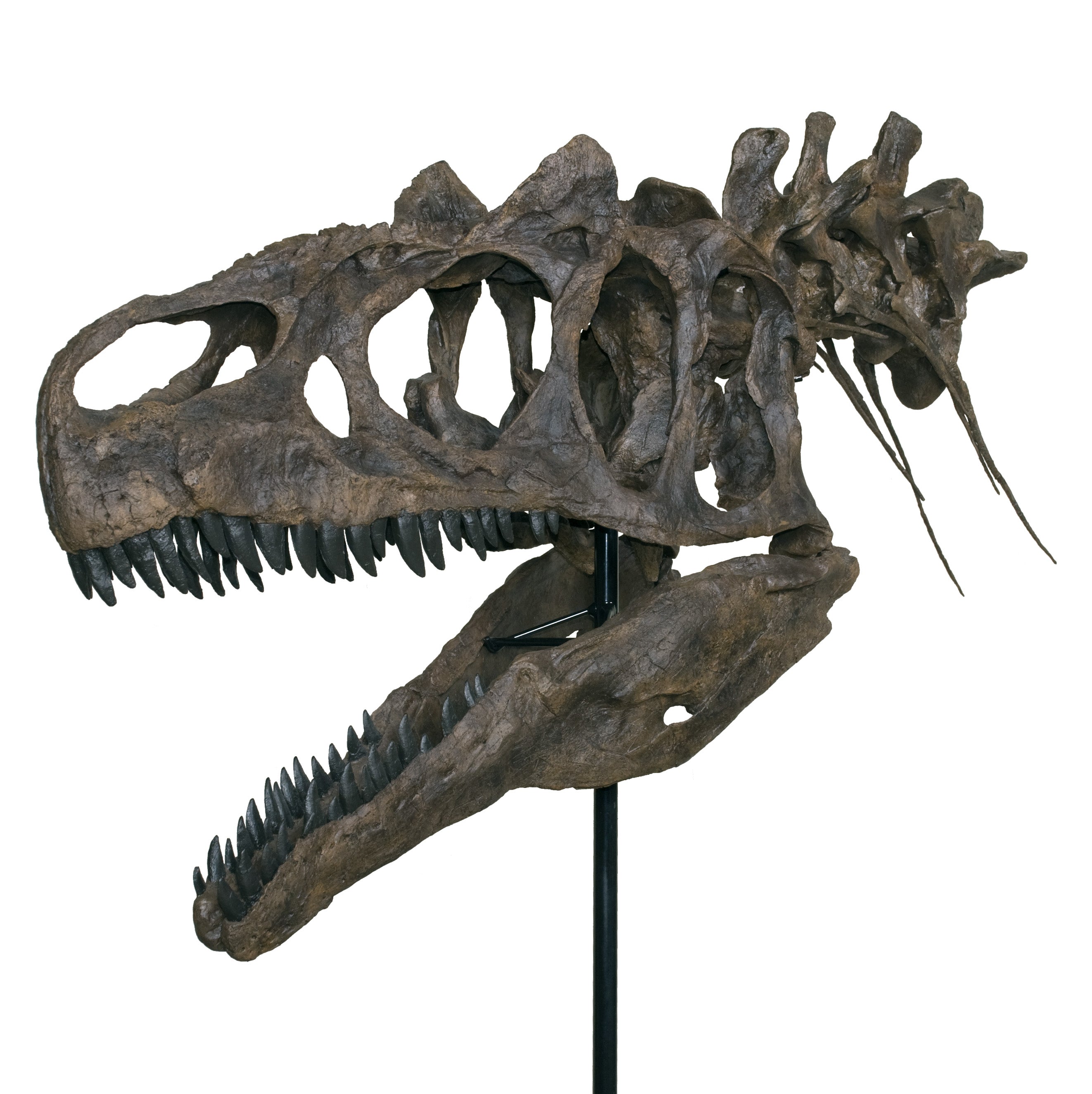 Allosaurus sp. BIG AL TWO Skull with Neck - Display Replica