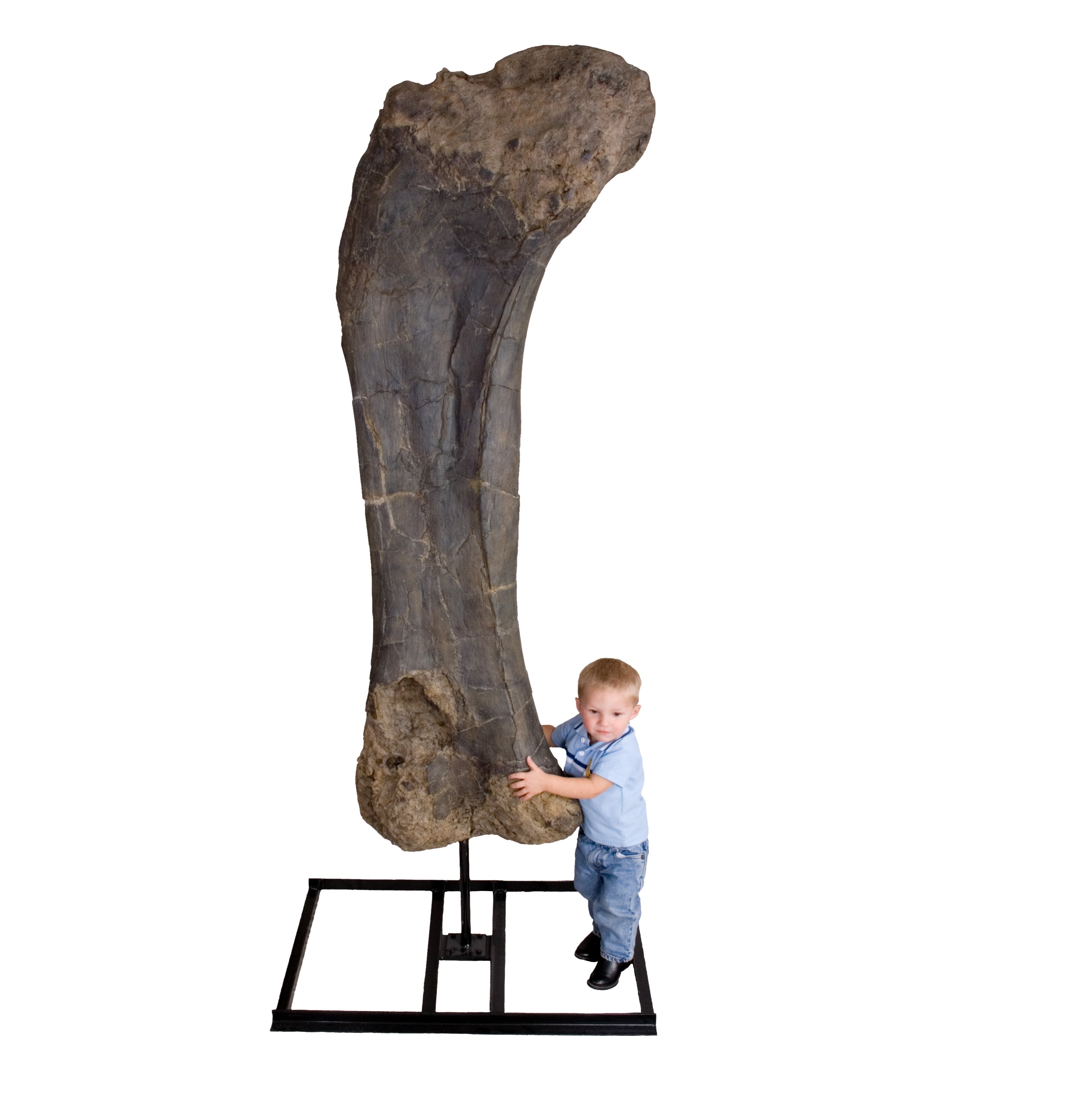 Brachiosaurus Femur - Display Replica on Steel Base