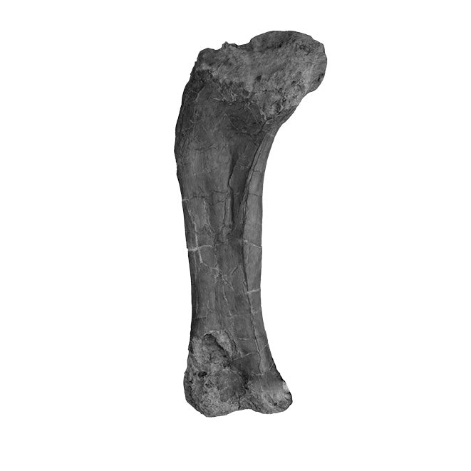 Brachiosaurus Femur - Solid Color Replica