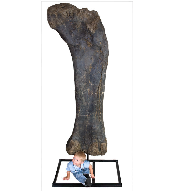 Brachiosaurus Femur - Display Replica on Steel Base