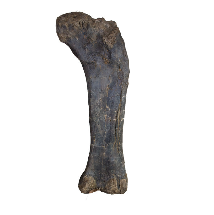 Brachiosaurus Femur - Display Replica Only