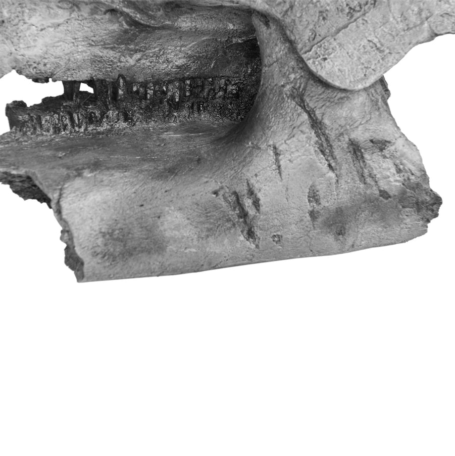 Brachylophosaurus canadensis CHEWY Partial Upper & Lower Skull - Solid Color Replica