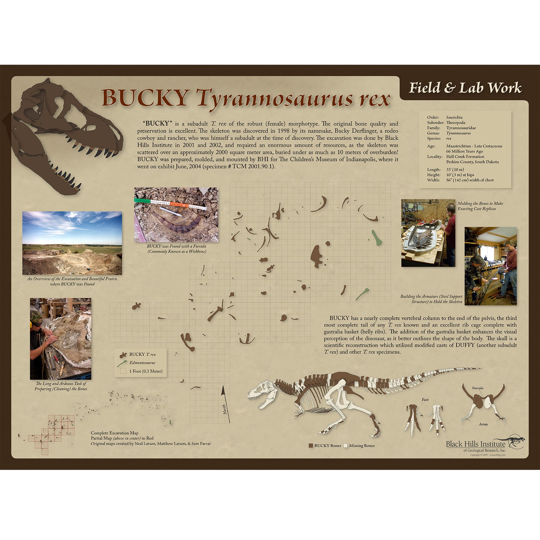 Tyrannosaurus rex BUCKY Skeleton Field & Lab Poster