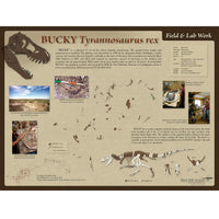 Tyrannosaurus rex BUCKY Skeleton Field & Lab Poster
