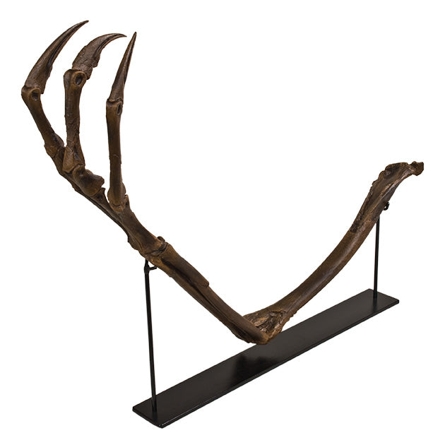 Struthiomimus sedens CLAWS Arm on Base - Display Replica