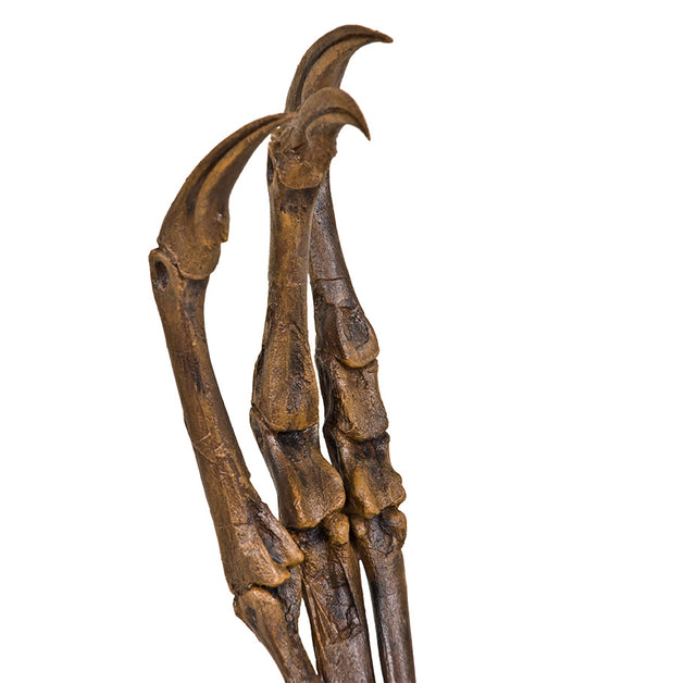 Struthiomimus sedens CLAWS Arm on Base - Display Replica