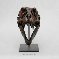 STAN Tyrannosaurus rex®  1/6 Scale Skull with Stand- Display Replica