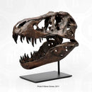 STAN Tyrannosaurus rex®  1/6 Scale Skull with Stand- Display Replica