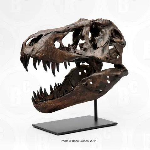 STAN Tyrannosaurus rex®  1/6 Scale Skull with Stand- Display Replica