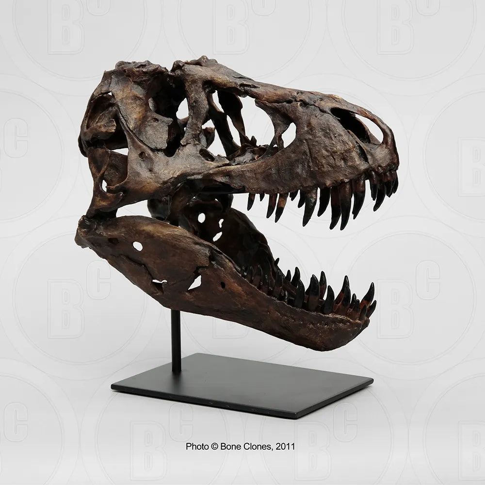 STAN Tyrannosaurus rex®  1/6 Scale Skull with Stand- Display Replica