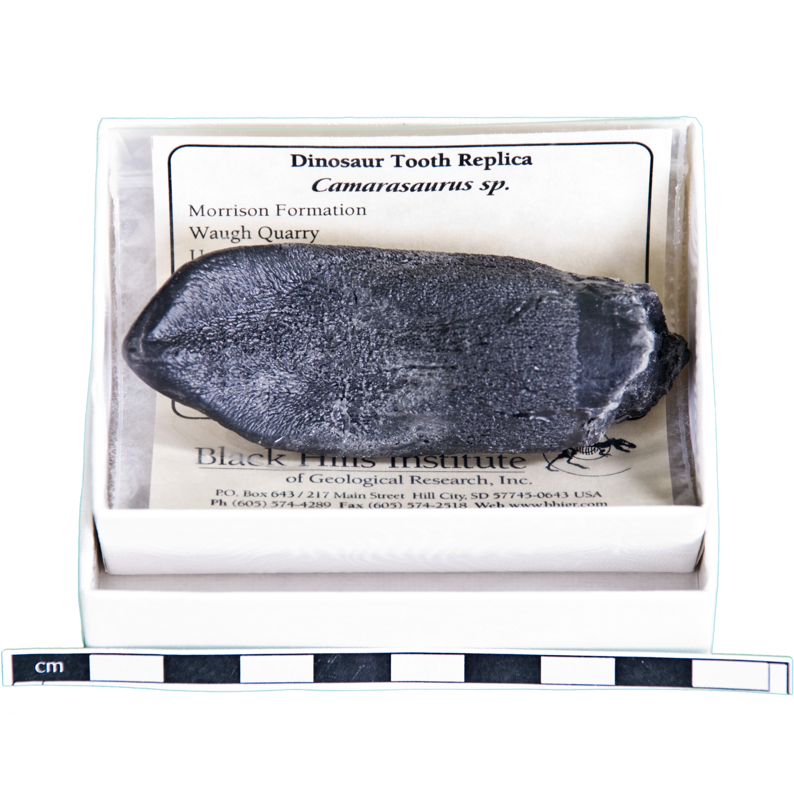 Camarasaurus sp. Tooth - Solid Color Replica