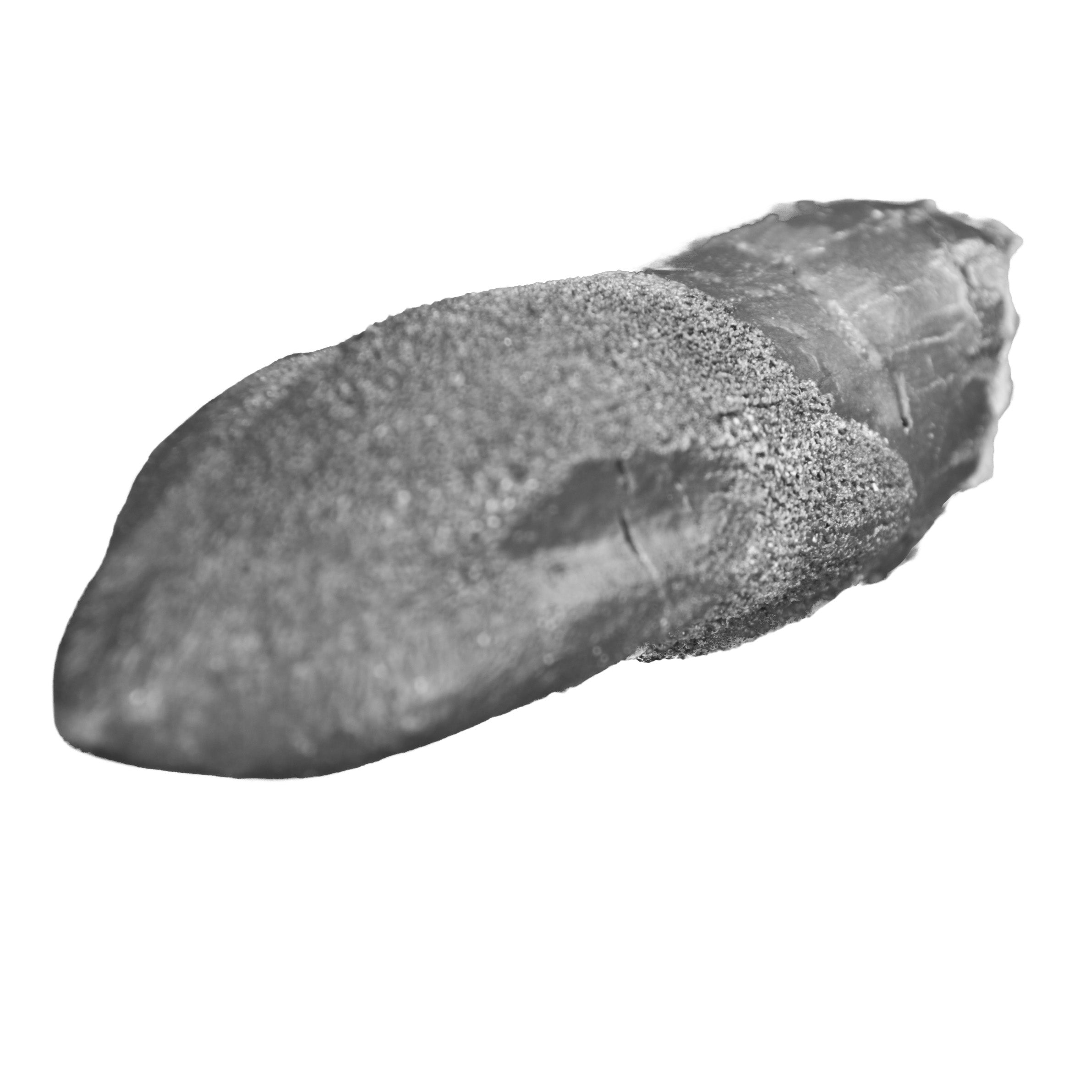 Camarasaurus sp. Tooth - Solid Color Replica