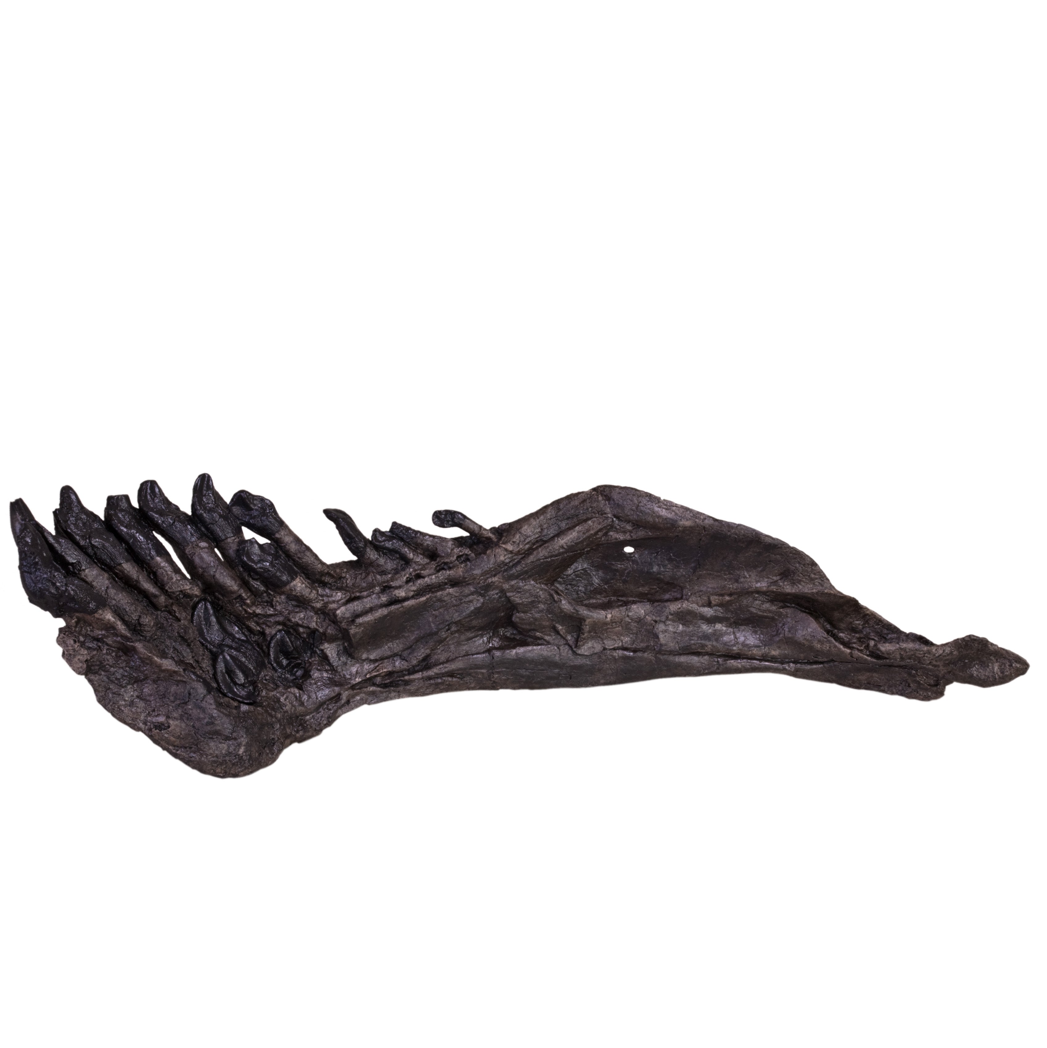 Camarasaurus sp. Right Dentary - Display Replica