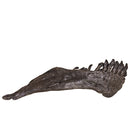 Camarasaurus sp. Right Dentary - Display Replica