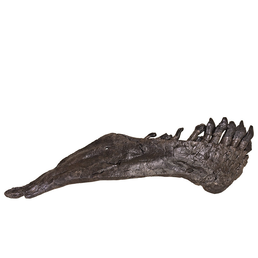 Camarasaurus sp. Right Dentary - Display Replica