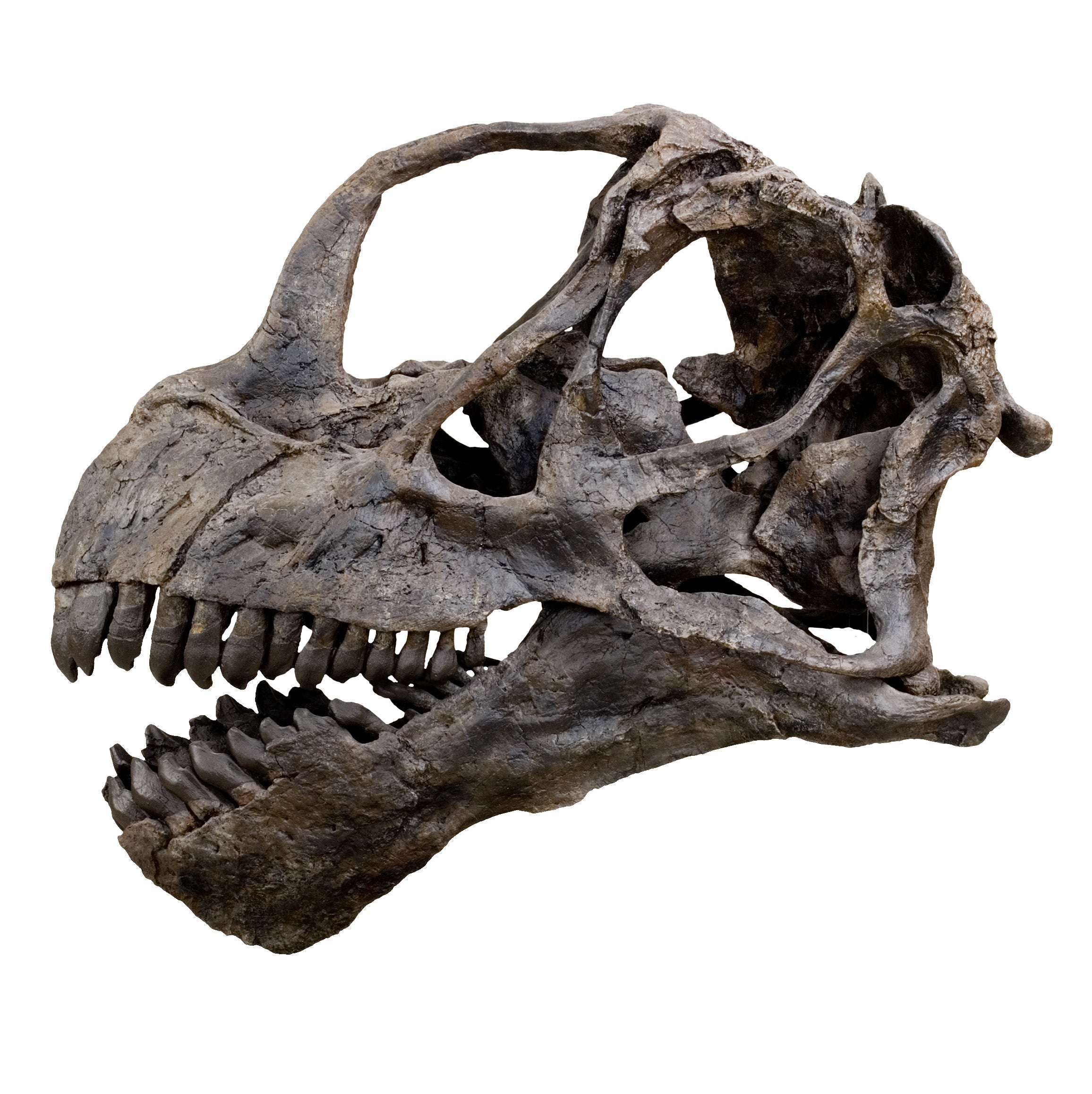 Camarasaurus sp. Skull ET - Display Replica